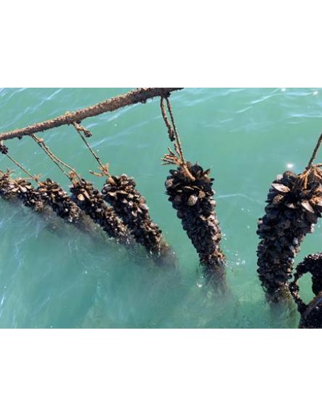 Δύχτια μυδοκαλλιέργιας