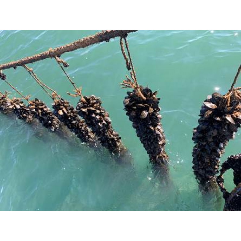 Δύχτια μυδοκαλλιέργιας