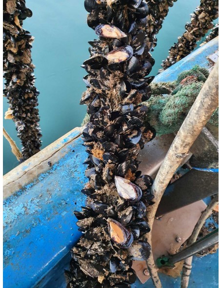 Δύχτια μυδοκαλλιέργιας